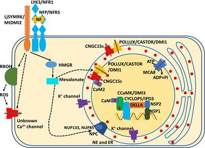 Calcium/calmodulin-mediated microbial symbiotic interactions in plants